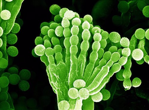 Micrografía de un hongo de penicilina