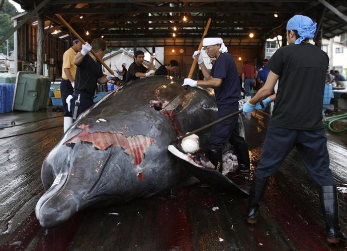 Pesca de ballenas en Japón suspendida al no tratarse de fines científicos.