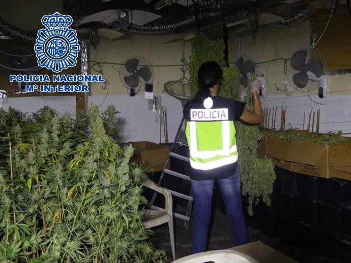 Cádiz.- Sucesos.- Detenido en Sanlúcar de Barrameda por el cultivo de más de 800