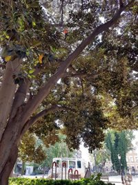 Expertos revisan en profundidad los ficus del Jardín de Floridablanca ante la alerta por altas temperaturas