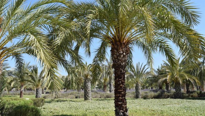 El Palmeral de Elche, imagen de archivo.