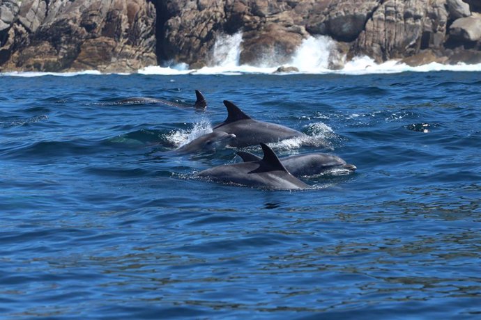 Imagen de arroaces gallegos. Animales, mar, delfines, agua, rocas, sol.
