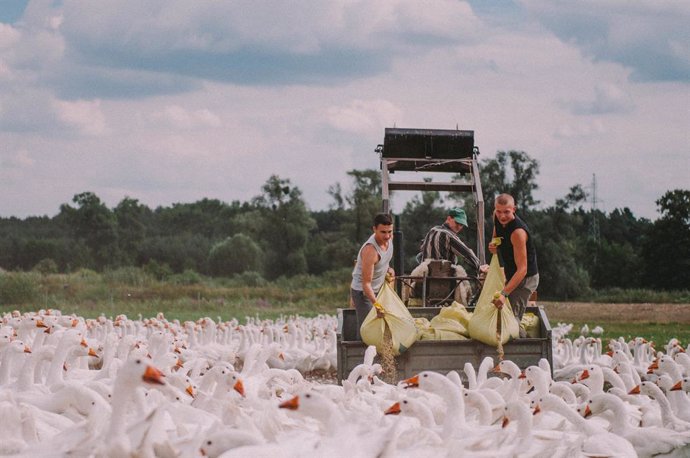 Fotograma de 'Light as feathers', de Rosanne Pel