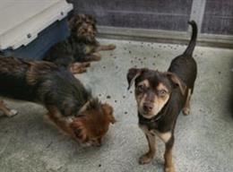 Gossos rescatats per la Gurdia Urbana de Barcelona