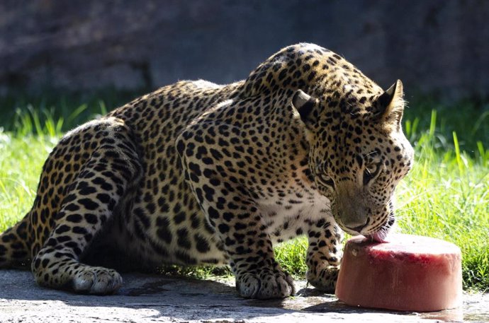 Un leopardo del Bioparc lame un helado