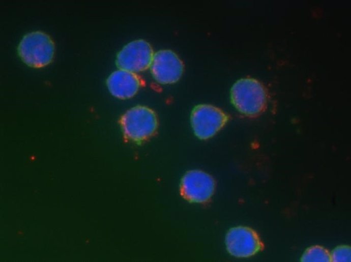 Linfocitos B (azul y verde) y nanopartículas de oro (rojo) medidas con imágenes hiperespectrales de campo oscuro y detección fluorescente