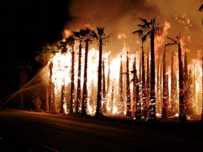 Palmeras arden en varios incendios en Elche