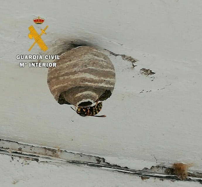 Nido de avispa asiática retirado por la Guardia Civil en Oroz-Betelu