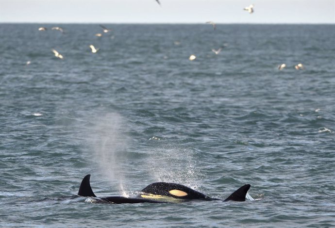 Japón.- Japón retoma la caza comercial de ballenas después de 30 años