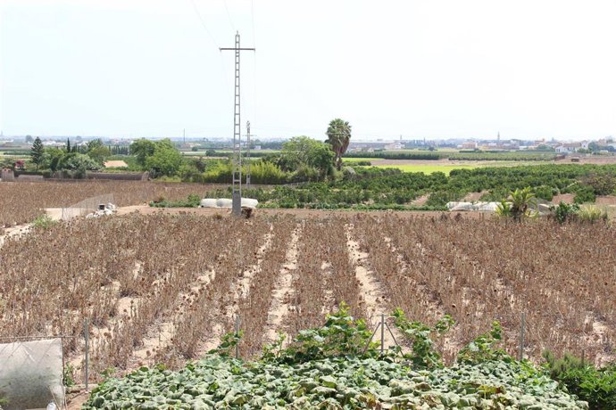 EL AYUNTAMIENTO DE GODELLA CONSTATA DAÑOS EN CULTIVOS CAUSADOS MIEDO CONEJOS