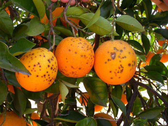 Imagen de archivo de naranjas afectadas por la mancha negra