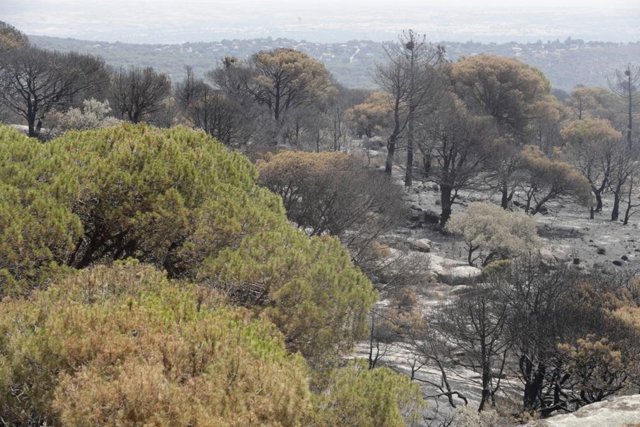 Zonas quemadas y otras sin afección en el incendio de Cadalo de los Vidrios (Madrid)