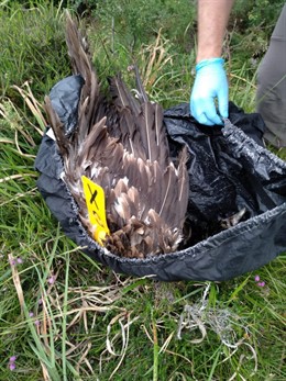 Ejemplar de Quebrantahuesos hallado muerto en Picos de Europa.