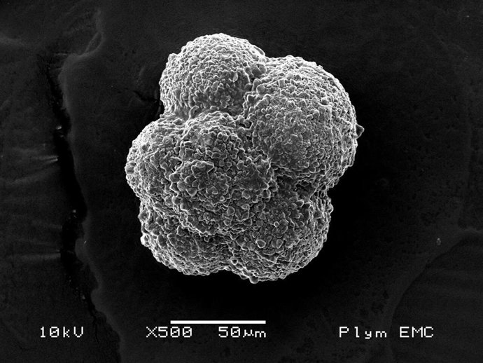 La evolución de la vida en el océano cambió hace 170 millones de años