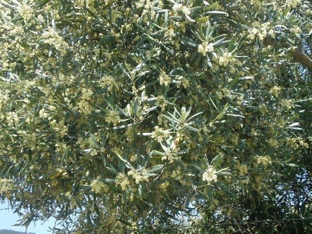 Olivo en floración