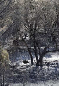 La zona de Peña Cenicientos está "bastante" estacionada pero puede haber "rebrotes" según avance el día con el calor