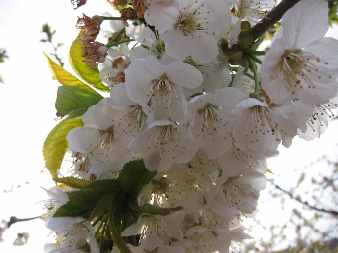 Polinización de cerezo en flor.