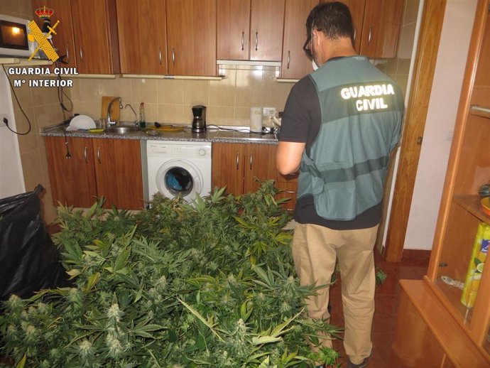 Plantas de marihuana localizadas por la Guardia Civil en una vivienda de Níjar (Almería)