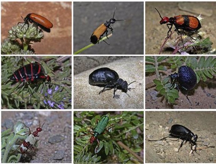 Los procesos de extinción generaron una diversificación morfológica de los escarabajos, según el MNCN-CSIC