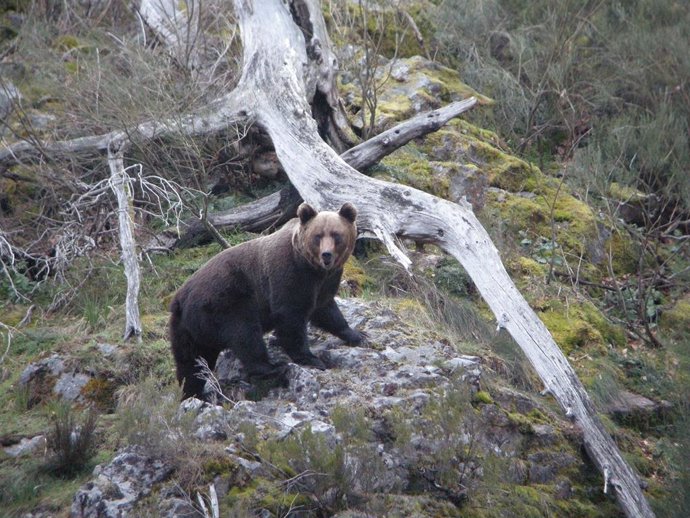 Oso protegido en un parque natural de Asturias.