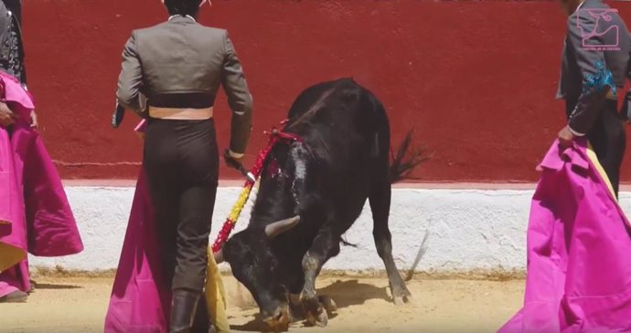 Una imagen del concurso de becerradas en la localidad de Alarpardo (Madrid)