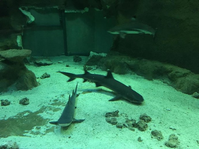 Imagen de Faustino, el tiburón macho de puntas negras