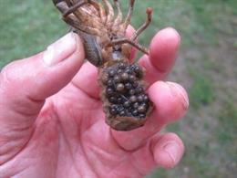 Reproducción en cautividad de cangrejos autóctonos