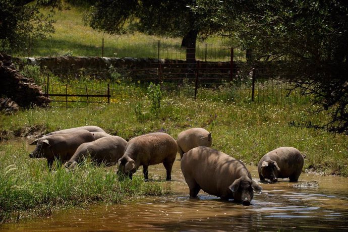 Cerdos en la dehesa de Extrem Puro Extremadura