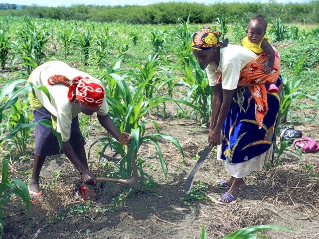 Mujeres africanas trabajando en el campo