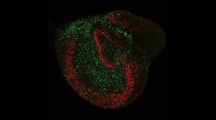 Imagen de fluorescencia de una rodaja cultivada de hipocampo de rata donde se muestran los somas de las neuronas (en rojo) y de los astrocitos (en verde)