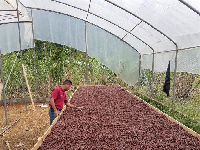 Uno de los proyectos de desarrollo agrícola de productores de café y cacao
