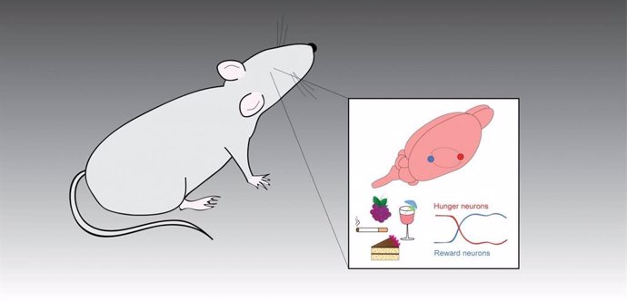 Efecto de los alimentos, las drogas y el alcohol en el sistema de recompensas del cerebro de ratones
