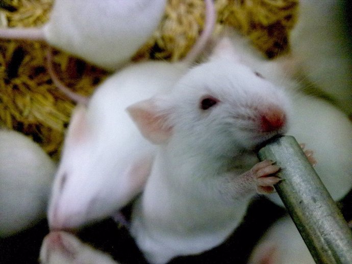 Ratón de laboratorio, ratones de laboratorio, estudio con ratones