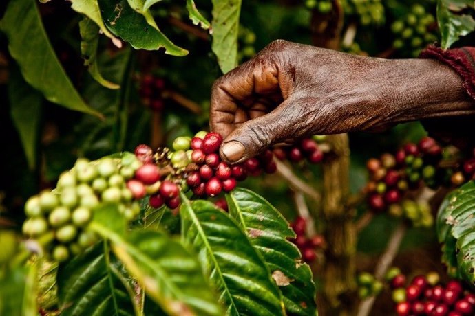 Los cultivos de café se reducirán a la mitad en 2050 si no se evita el impacto del cambio climático, según un estudio