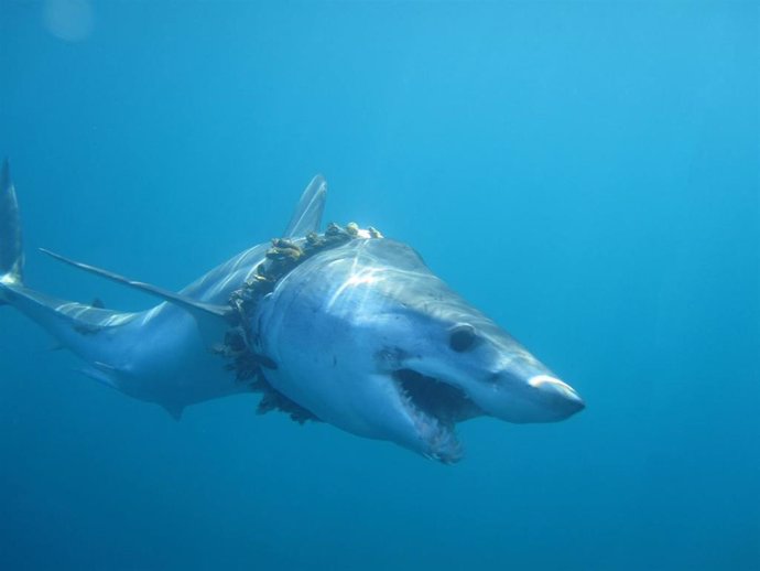 Tiburón enredado en plástico
