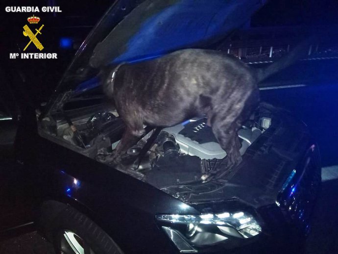 El perro Juper de la Guardia Civil buscando droga en un coche en Granada