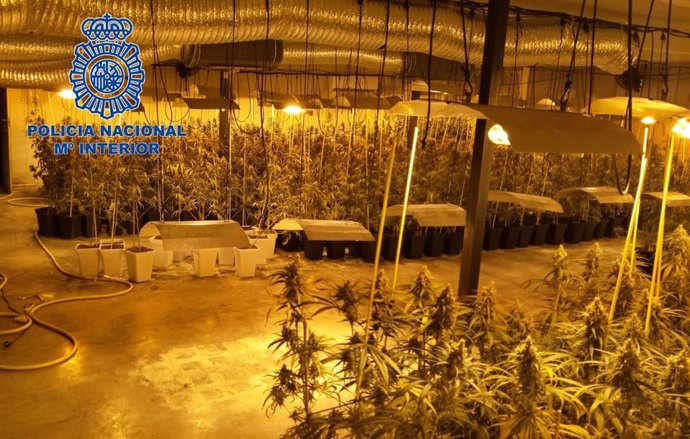 Cultivo de marihuana incautado en Don Benito