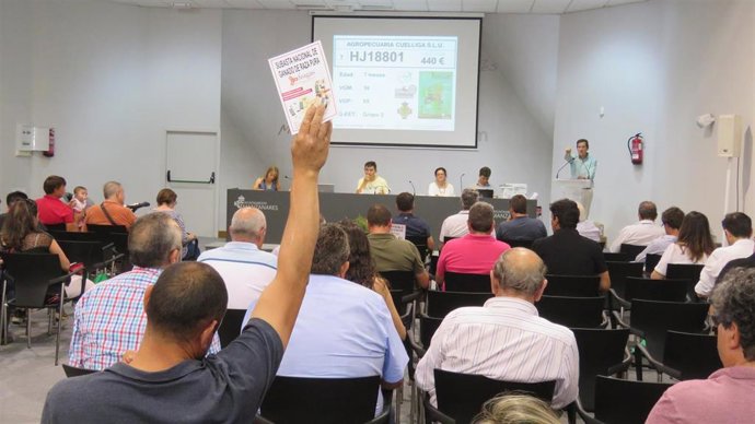 Subasta de sementales en la nueva edición de Fercam