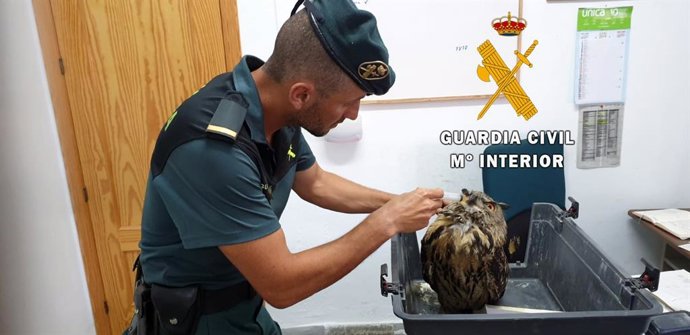 Un agente de la Guardia Civil con el búho rescatado