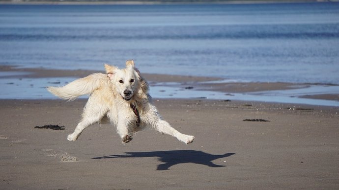 Imagen de recurso de un perro en la playa