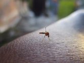 Foto: ¿Por qué los mosquitos nos eligen?