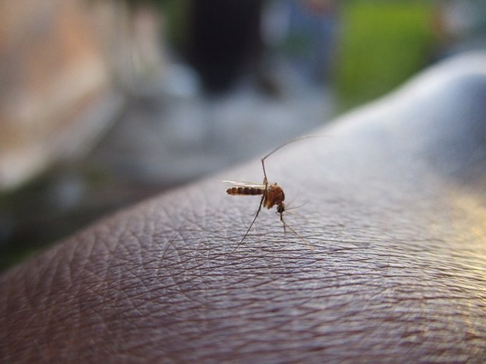 Investigadores estudian por qué los mosquitos portadores de enfermedades se alim