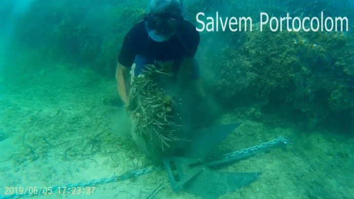Una submarinista mostra els danys a la Posidonia Ocenica provocats per l'ancla d'un vaixell, en un vídeo difós per Salvem Portocolom