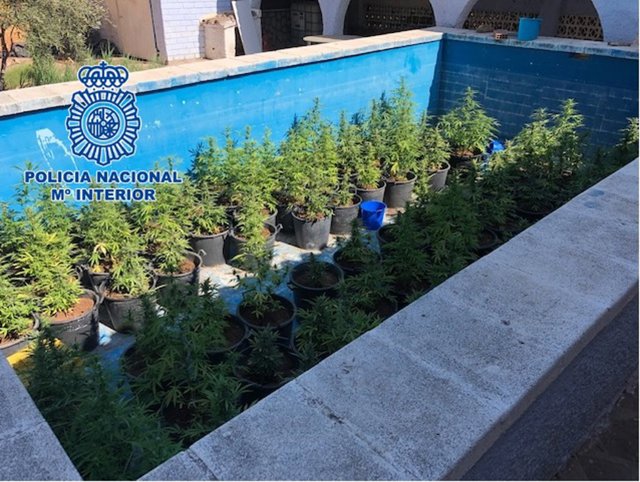 Plantas de marihuana en una piscina