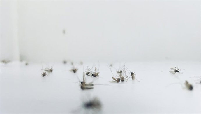 Los parásitos de la malaria suponen uno de los principales problemas de salud a nivel global.