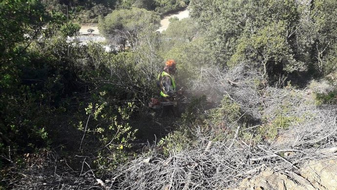 Treballs forestals de trituració de les restes vegetals afectades per lescolítid Tomicus destruens al Parc de la Serralada de Marina.