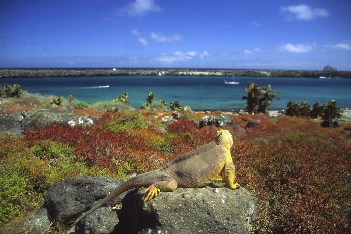 Islas Galápagos. Iguana