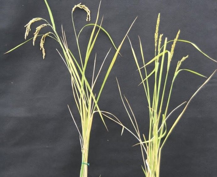 Logran modificar por primera vez ADN mitocondrial de una planta