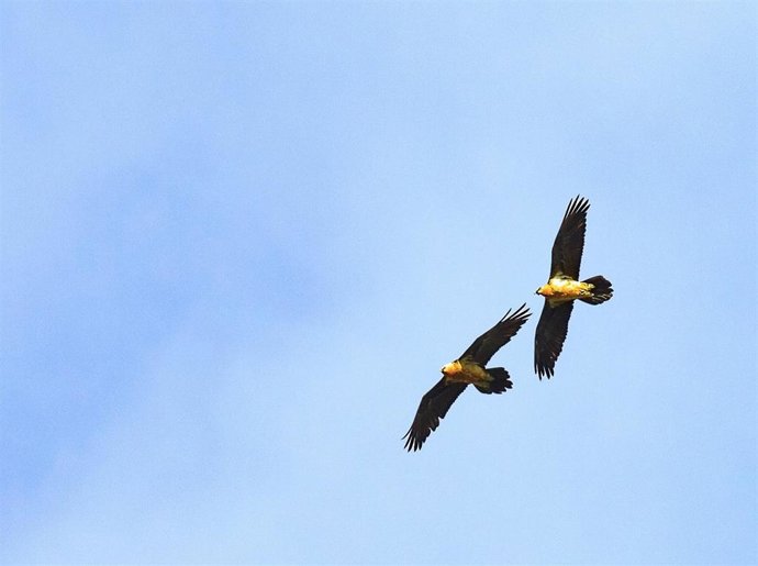 Ejemplares de quebrantahuesos