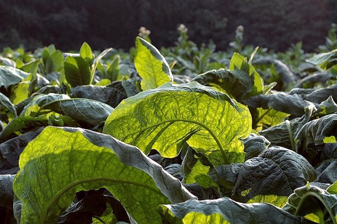 Plantas de tabaco modificadas genéticamente podrían reducir los costos de las pr